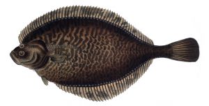 Platichthys flesus, alledaagse naam ‘bot’ (Wikipedia)